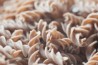 Khorasan Spirals Pasta Organic
click to read more