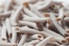 Spelt Penne Organic
click to read more