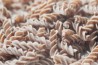 Spelt Spirals Pasta Organic
click to read more