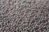 Black Mustard Seed Organic
click to read more