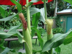 Santos Articles About Organic and Health issues
