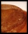 Ayurvedic Buckwheat Pancakes Ayurvedic Buckwheat Pancakes